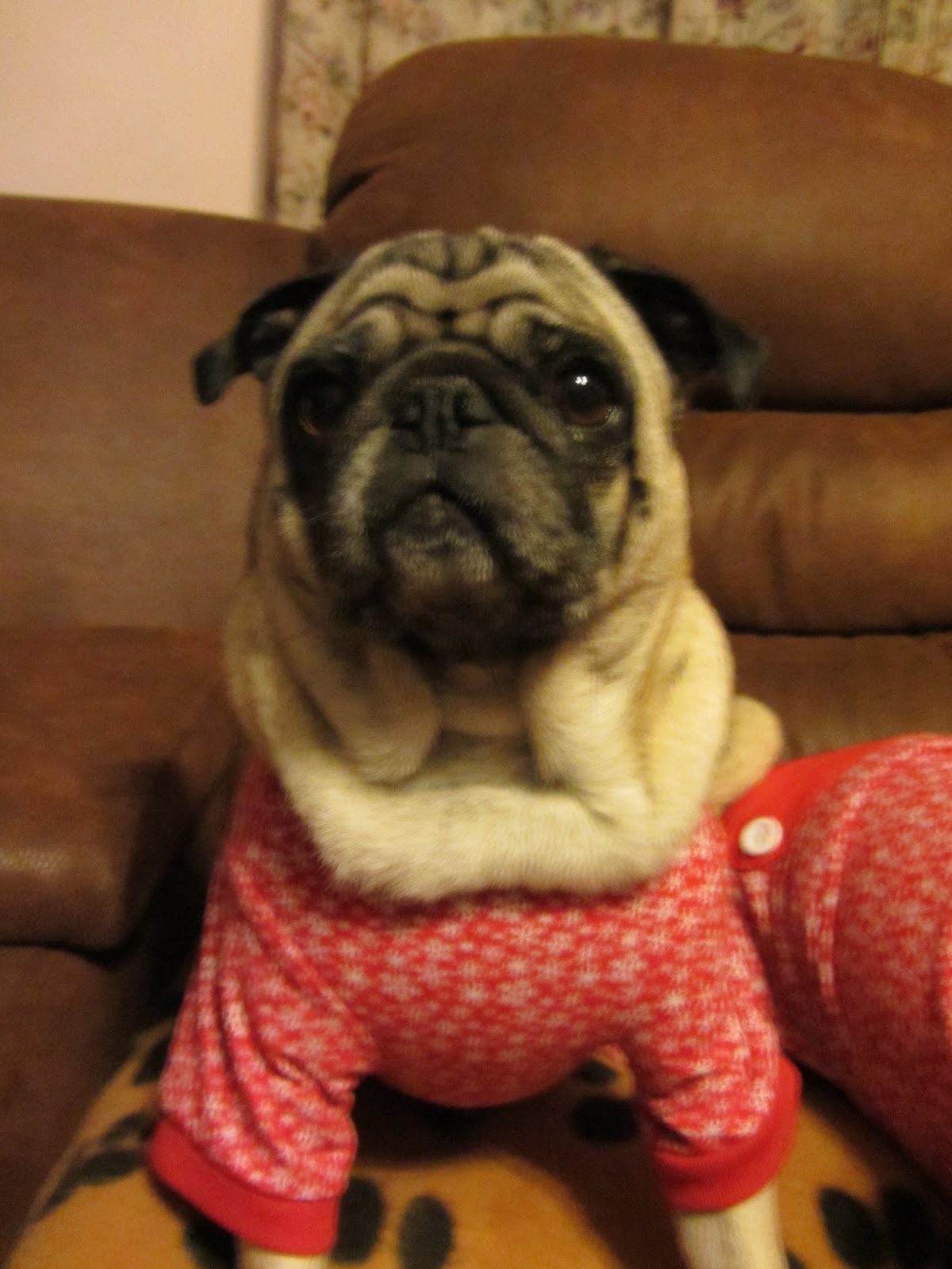 A Day in the Life of Pugs: New Christmas Pajamas