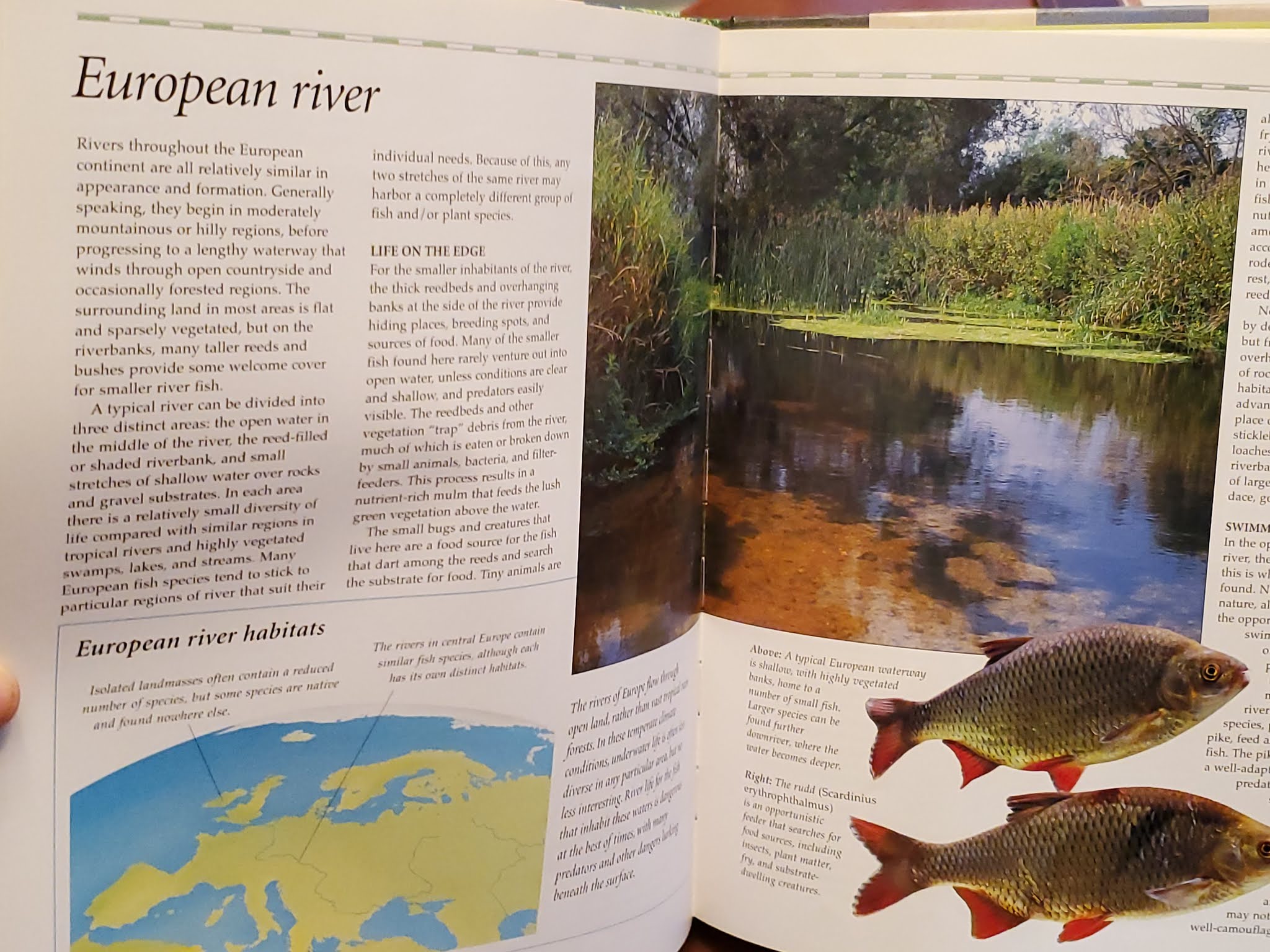 Sparrow Tree Journal