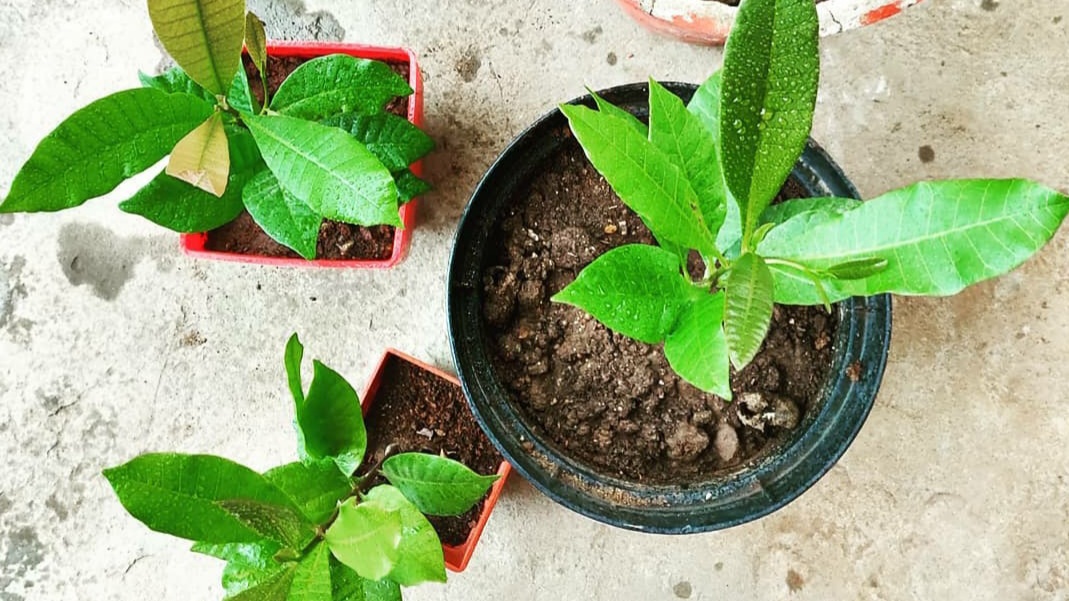 How to grow Cashew at home