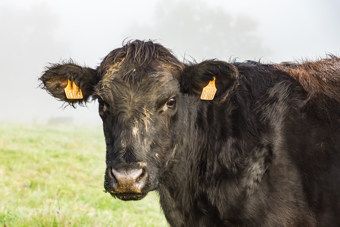 Туман в долине Туман в долине