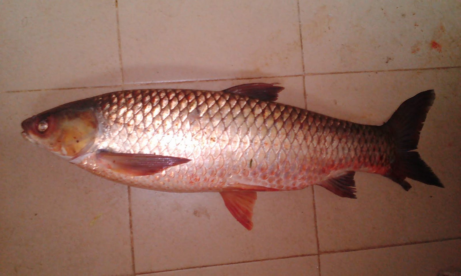 Kisah Ikan Tongsan ~ Hakim Akasisa