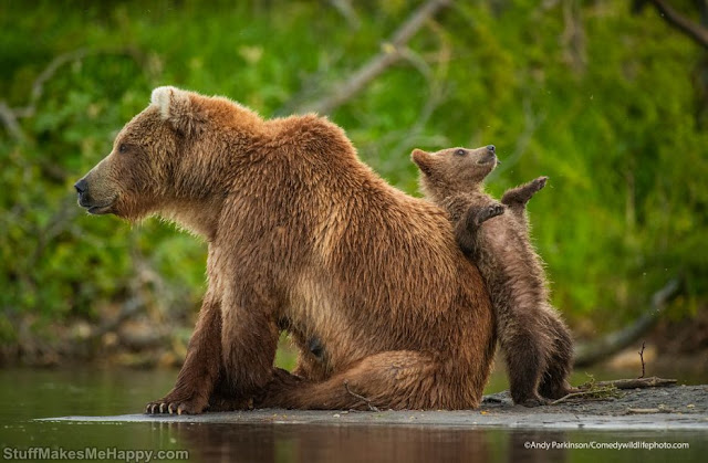 A family of bears