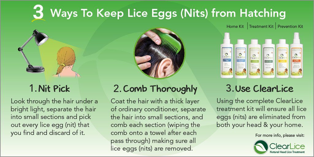 How To Remove Lice Eggs From Hair In One Day Caraway Seeds Health