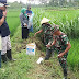 Bantu Petani Kendalikan Hama Tikus, TNI Lumajang Turun Sawah