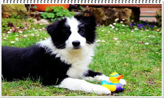 영리한 개 보더콜리 지능 탈모 3