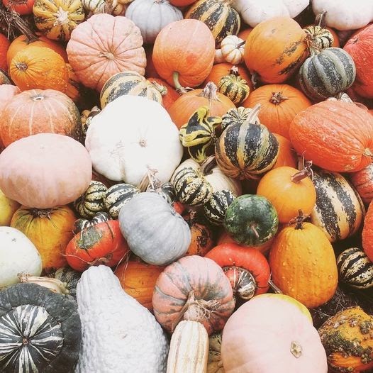 Everything Arlington, TX! The BEST Pumpkin Farms in DFW