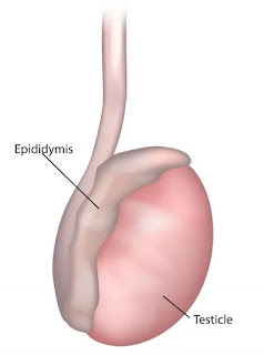 Epididymis