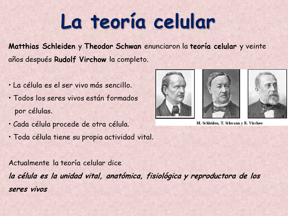 biología y geología 1ºbto TEMA 8 La organización celular.