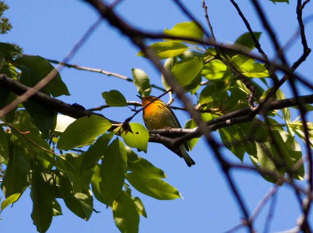 Blackburnian Warbler - New York, America