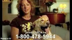 What is it actually like to move to paradise, and leave your life behind? 100 Remaxvipbelize: See a stray dog