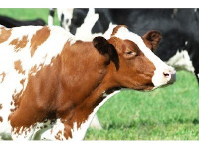 De ce vaca nu mai dă lapte... Zootehnia Republicii Moldova este în declin