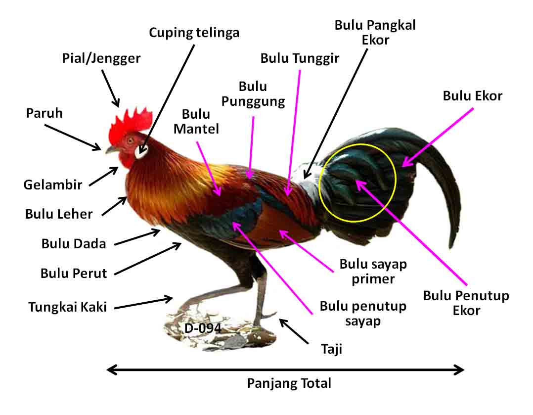 Tubuh Hewan  dan  Tumbuhan  Rangkuman  Pengetahuan Alam Lengkap