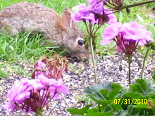 Baby Bunnies