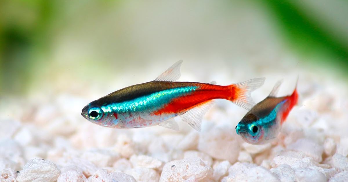 Sekilas Tentang Budidaya Ikan Hias Neon Tetra Paracheirodon