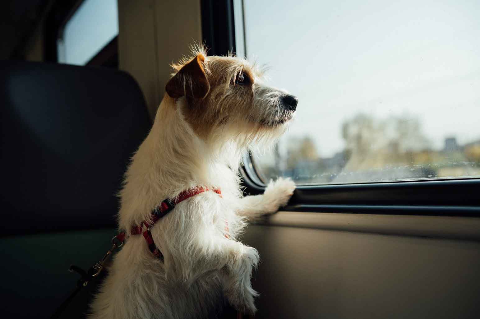 The Latest Tech Trends That Will Make Traveling With Your Dog Much Easier