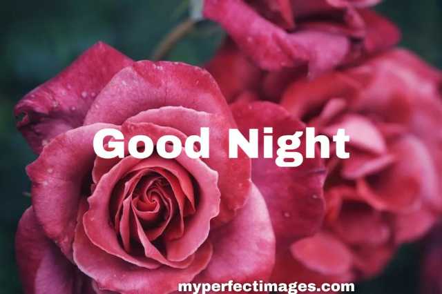 60+ latest good night rose images free download for lover,girlfriends ...