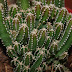 Kaktus Acanthocereus tetragonus 'fairy-castles'