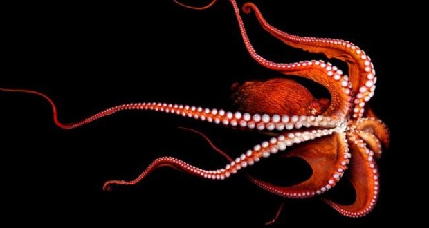 صور اخطبوط , معلومات عن الاخطبوط , صور للأخطبوط