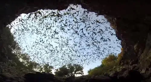 A huge flock of bats goes on a hunt