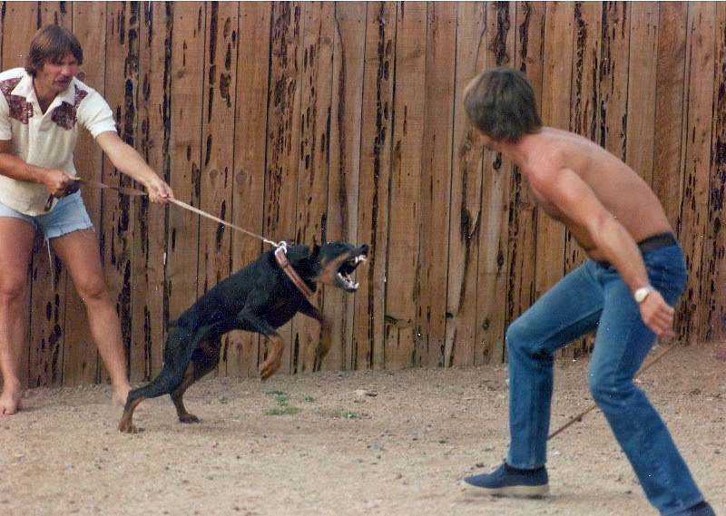 ActionshotsNH Guard Dog Training