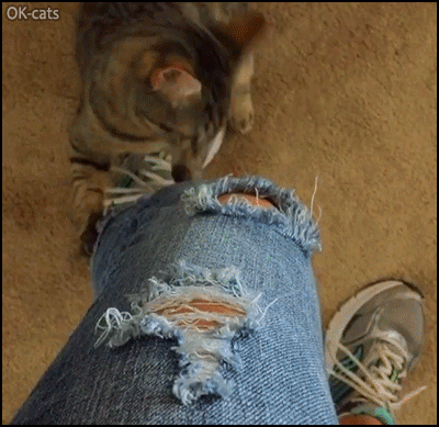 Weird Cat GIF • Crazy kitty destroys jeans. We all help out Miracle is in charge of jean-distressing Weird Cat GIF • Crazy kitty destroys jeans. We all help out Miracle is in charge of jean-distressing