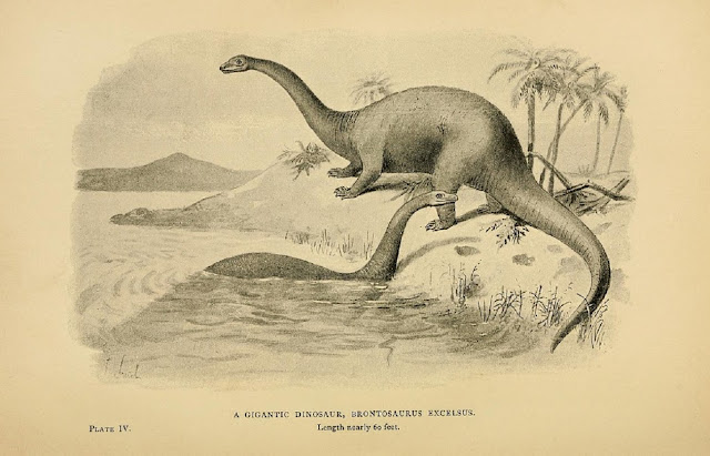 Апатозавр (Brontosaurus excelsus),длиной около 60 футов