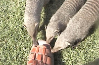 Namibie-mangoustes pied