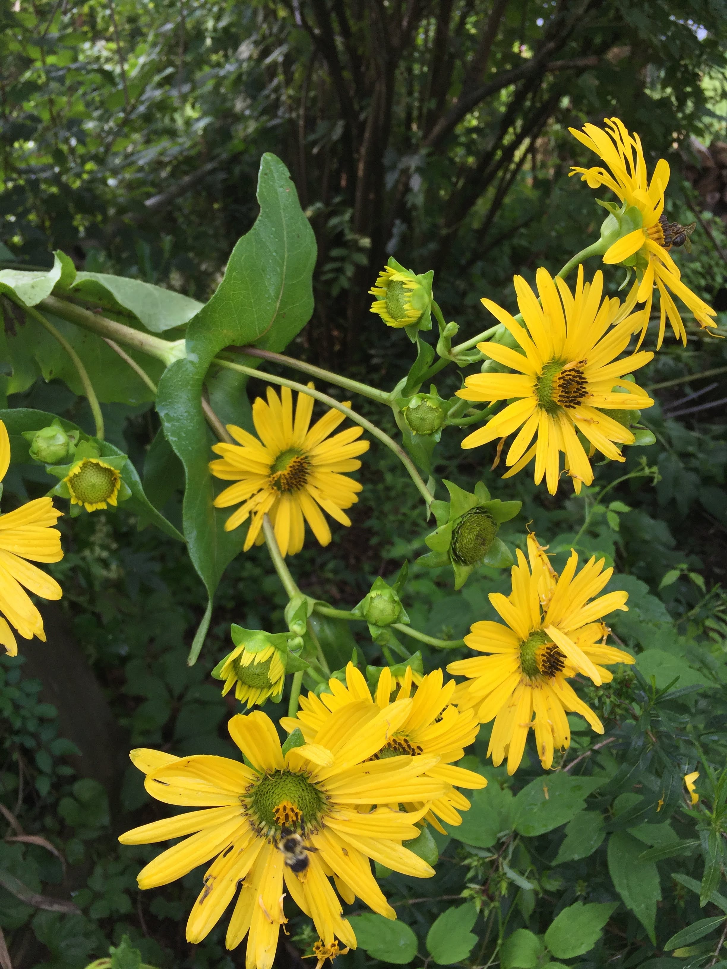 Princeton Nature Notes Wildflowers of August