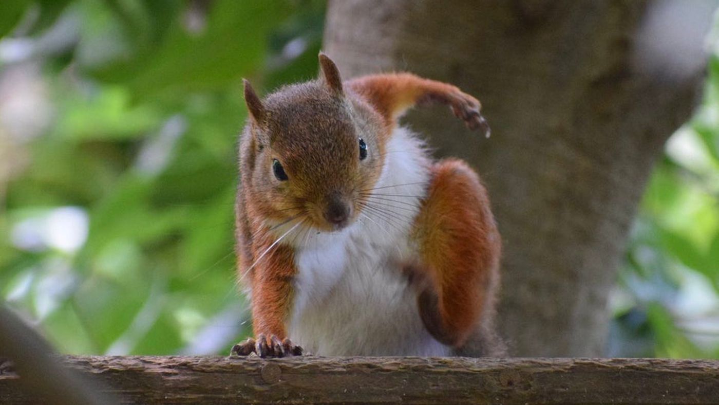 Forest Tales Nuts the Squirrel