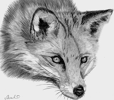 Sarahs Pet Portraits and Art Work: Red Fox Graphite Pencil Drawing