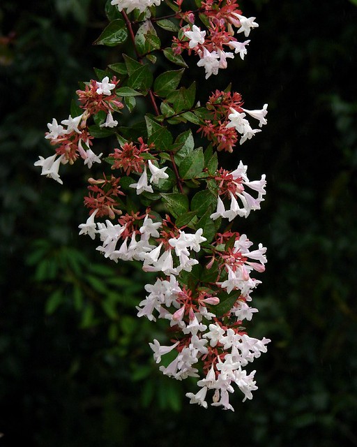 Abelia Grandifolia Plant Care And Culture Travaldo S Blog