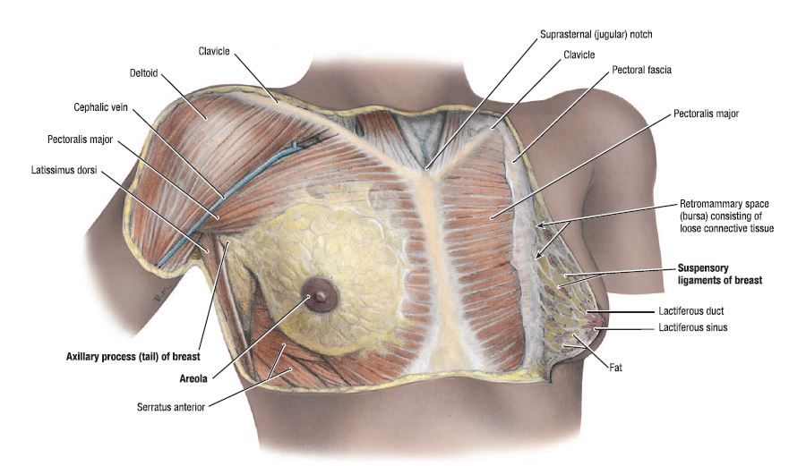 Как называют женскую железу. Грудная клетка анатомия мышцы женские. Мышцы и фасции грудной клетки. Мышцы грудины анатомия женщины. Женские грудные мышцы анатомия.