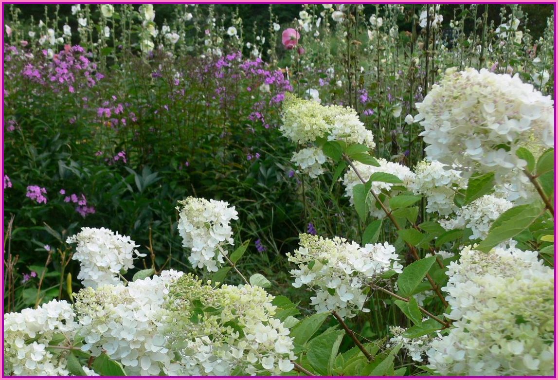 The Vermont Gardener Fall Hydrangeas