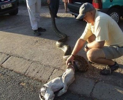 pet dog taken by anaconda snake