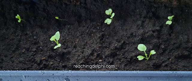 seedling, reachingdelphi