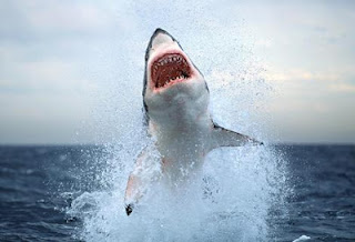 Τριάντα πέντε διαφορετικά είδη καρχαριών καταγράφηκαν σε ελληνικά νερά