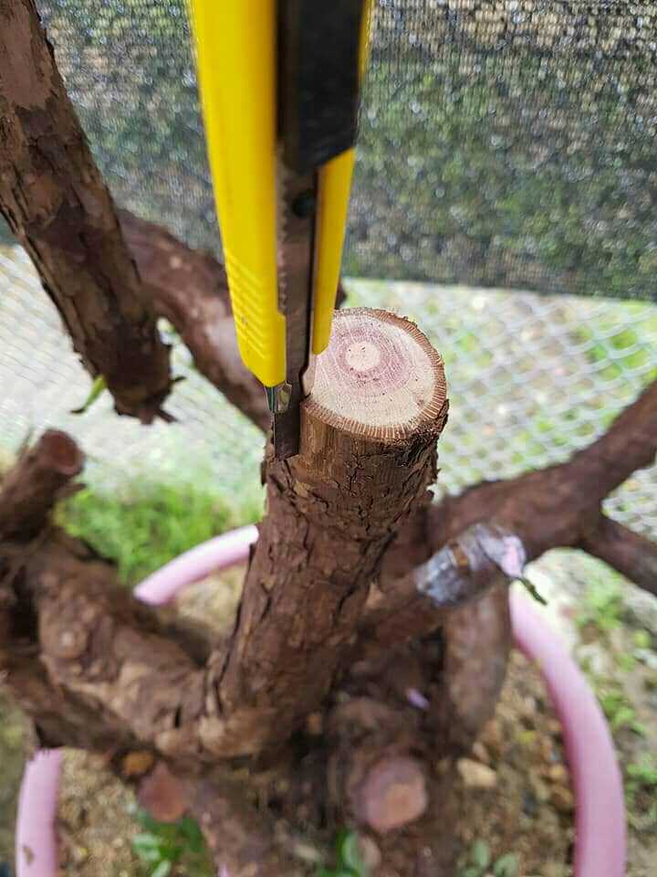 Káº¿t quáº£ hÃ¬nh áº£nh cho ghÃ©p hÃ´ng cÃ¢y