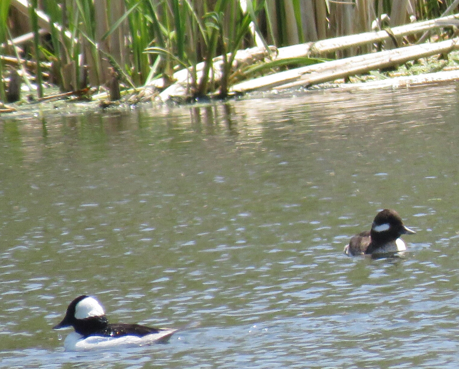 Bird & Travel Photos, Birding Sites, Bird Information BUFFLEHEADS