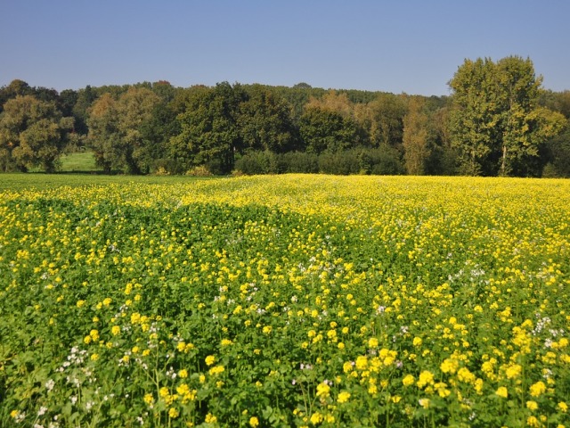 Flemish Ardennes