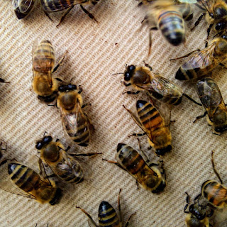 Hayat Bilimdir: Arılar 2 lifeisscience 121113327 1132868027115194 2317867083801362303 n Türkiye Eğitim Kampüsü