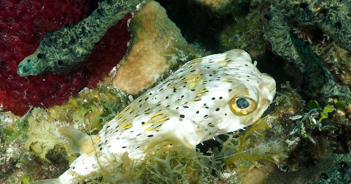 Photo Gilles Bourbonnais Best of Jamaica... Ya man... Respect