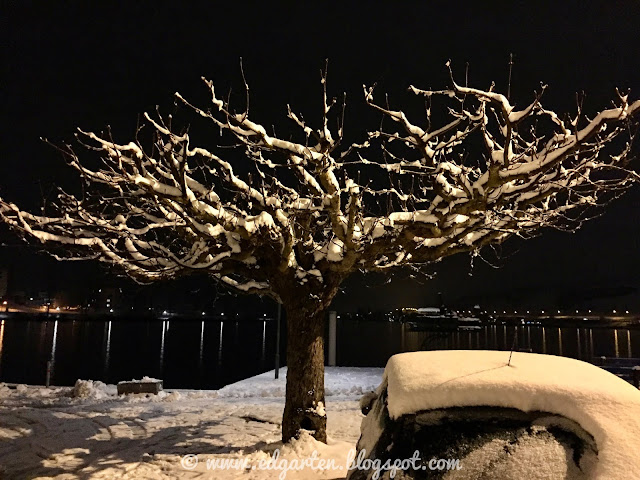 Schneebedeckter Baum nachts