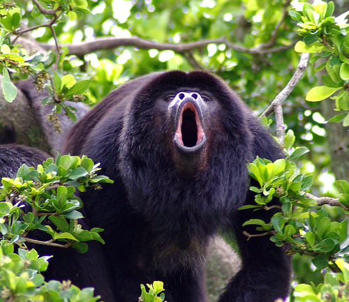 howler timer howler timer
