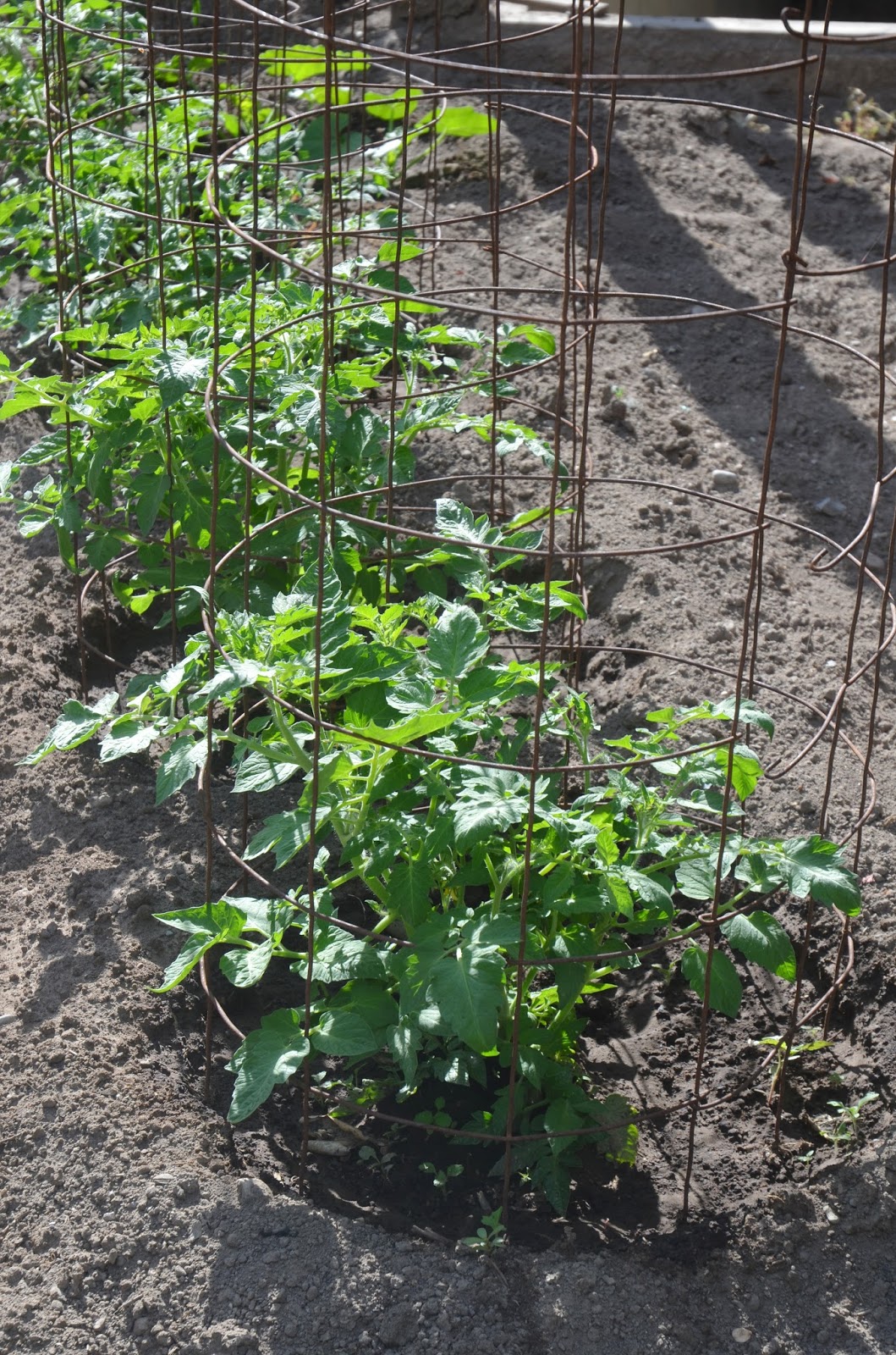 Backyard Farming Durable garden trellises and tomato cages from