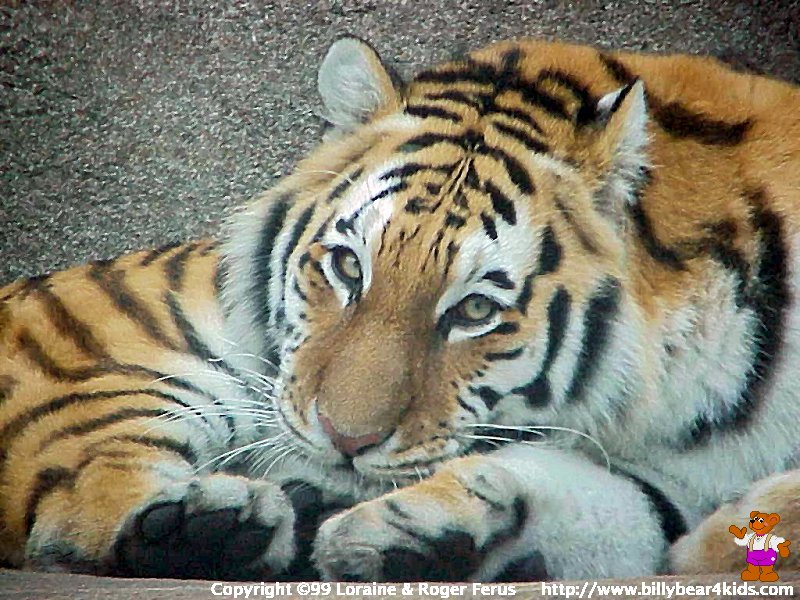 1000 Gambar  Macan  Keren  Lengkap Terbaru Berita Hari Ini 