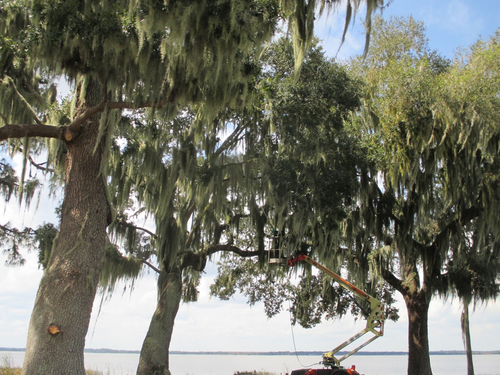 Mike and Lisa's World Spraying The Spanish Moss