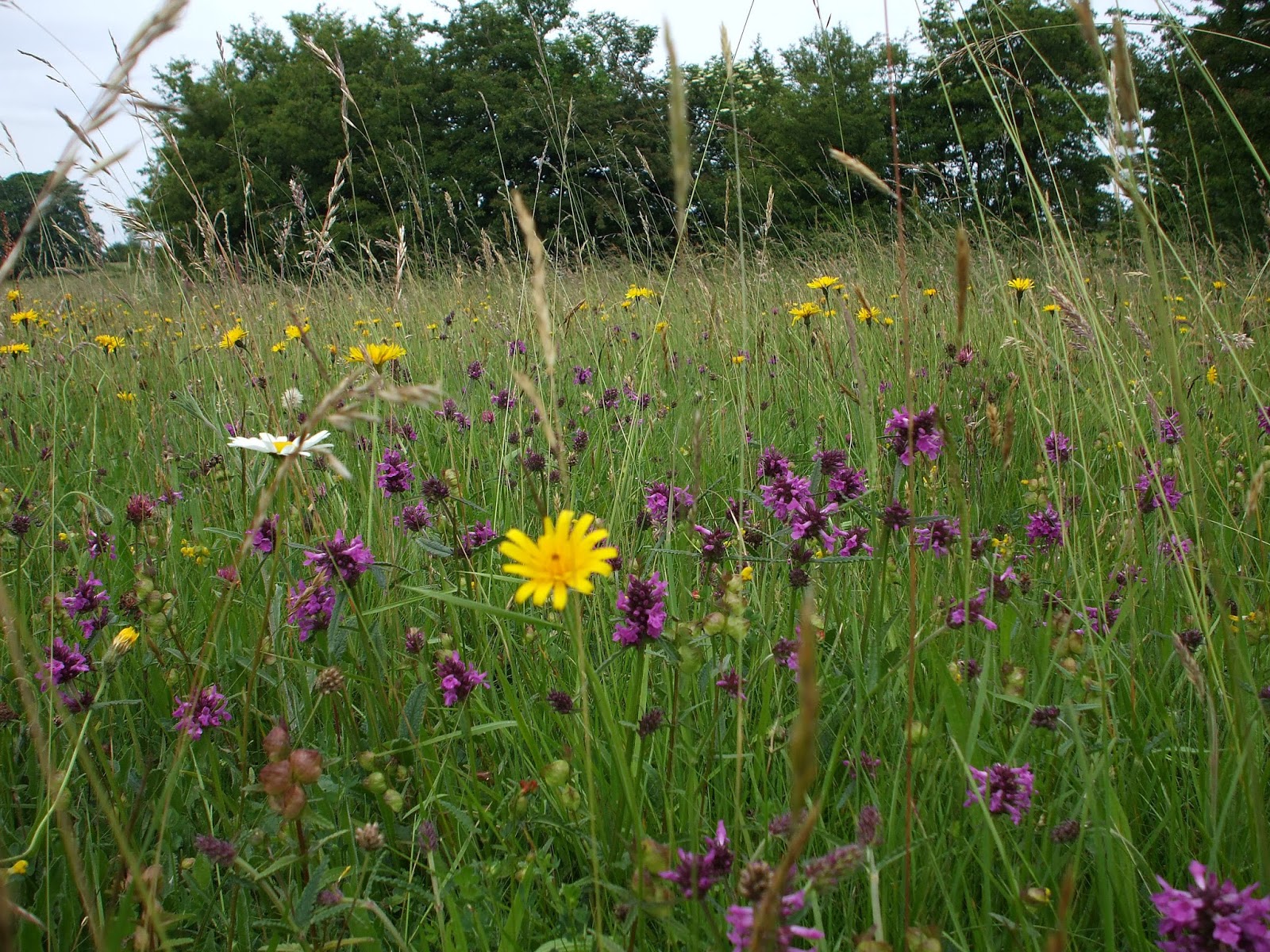 [Image: wildflower+meadow.jpg]
