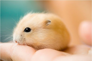 Fluffy hamsters+(7) Fluffy Hamsters