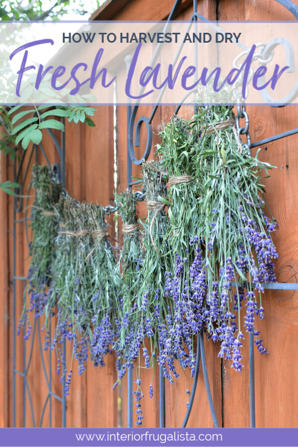 Helpful tips on how to harvest and dry fresh lavender from your flower garden along with some creative ideas on how to use dried lavender.