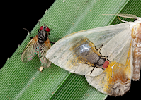 A moth next to a fly. On the moth's wing is an image that looks similar to the fly.